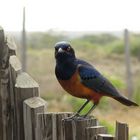 Bird on fence