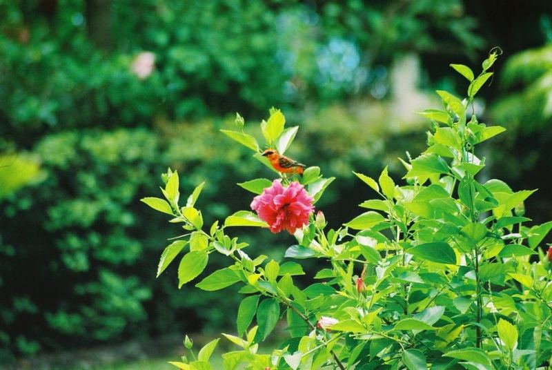 Bird on Flower