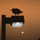 Bird on Lamp Post