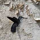 BIRD ON PARIS WALL