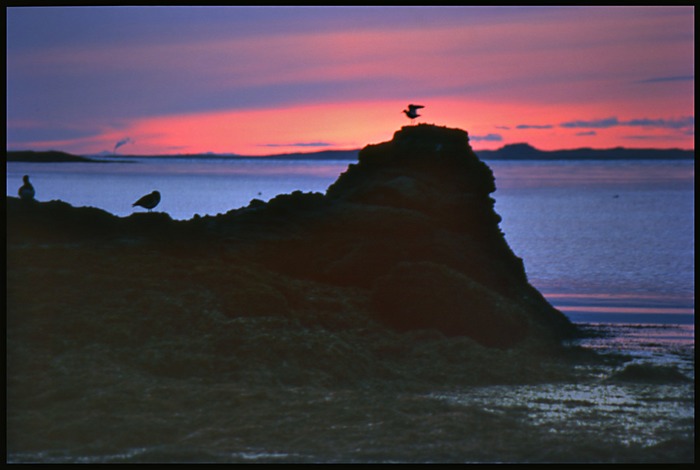 Bird on Rock