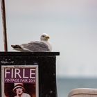 Bird on Stage