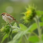 Bird on sunflower