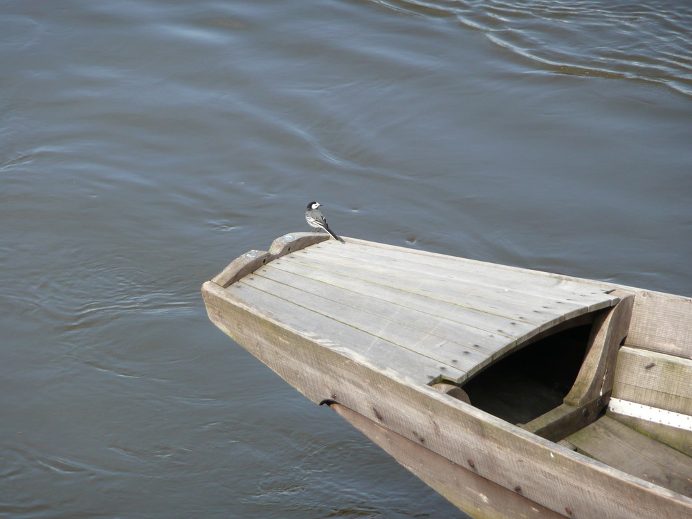 Bird on the boat