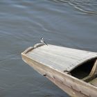 Bird on the boat