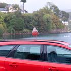 Bird on the car