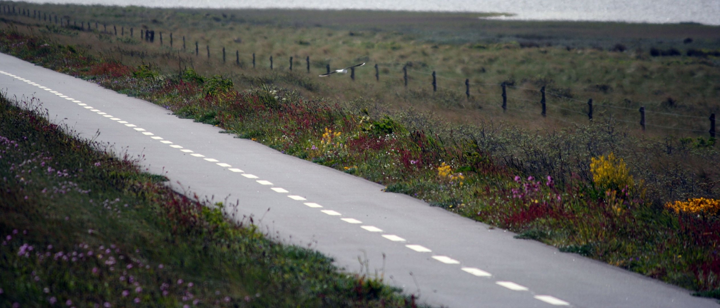 Bird on the road