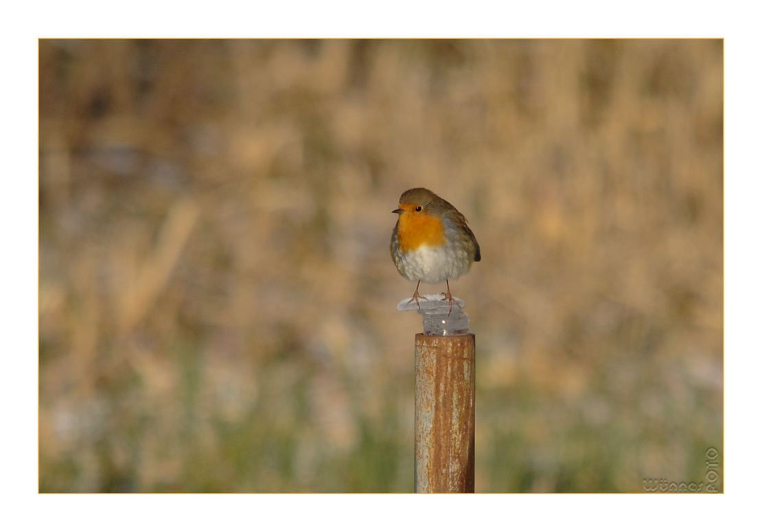 Bird on the Rocks