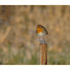 Bird on the Rocks