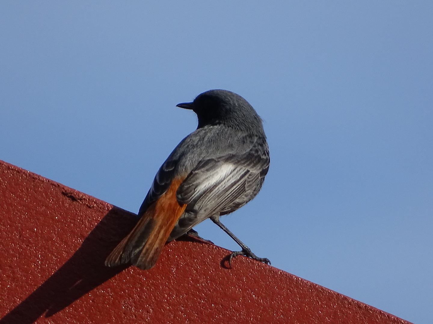 bird on the roof