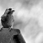 bird on the roof