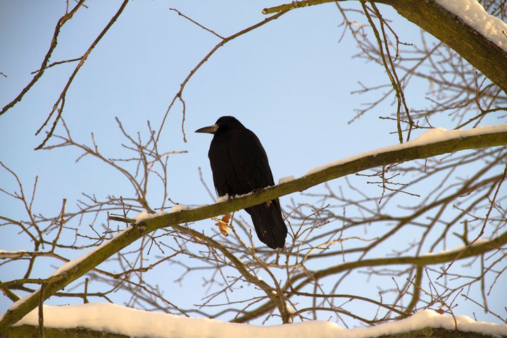 Bird on the tree