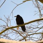 Bird on the tree