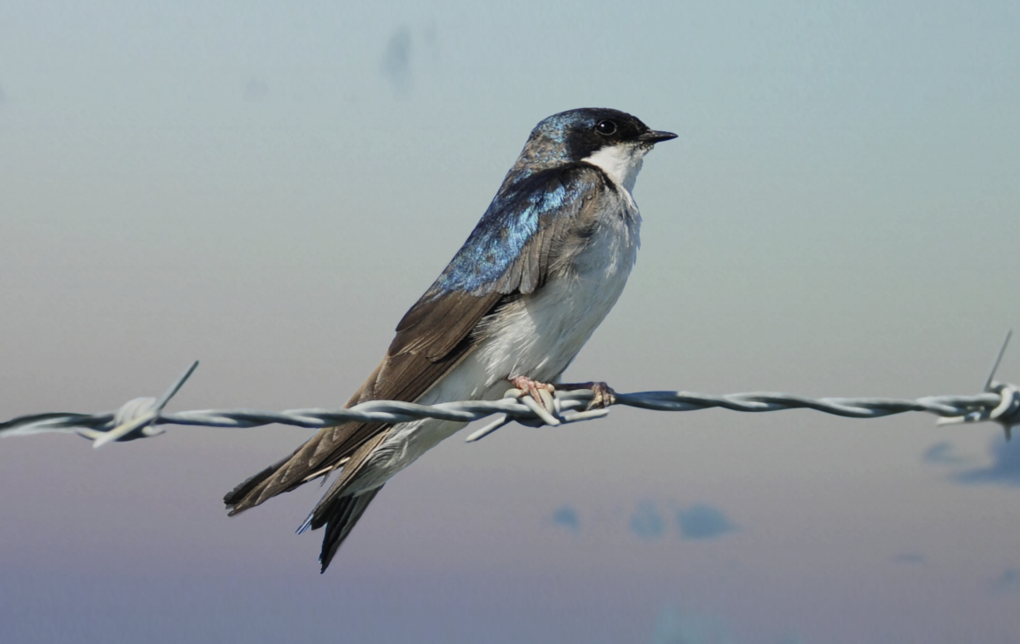 bird on the wire