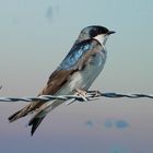 bird on the wire