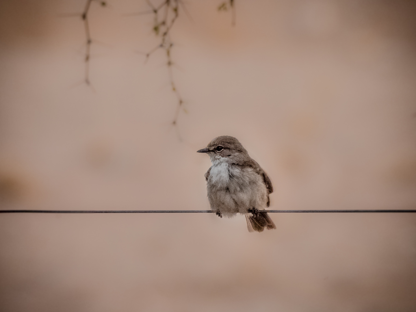 Bird on the wire