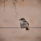 Bird on the wire