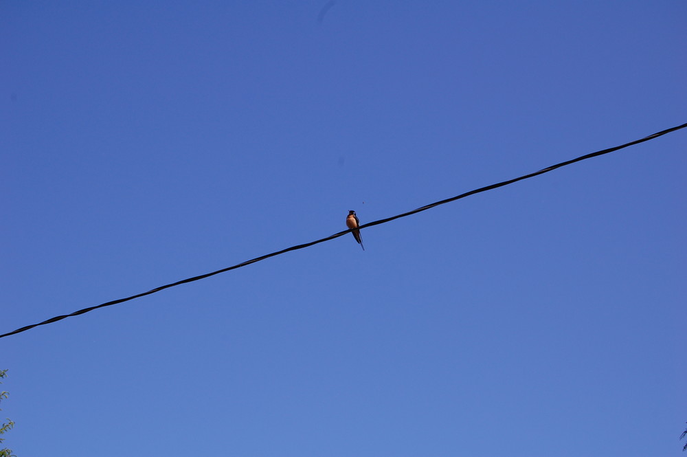 bird on the wire