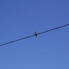 bird on the wire