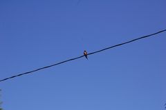 bird on the wire