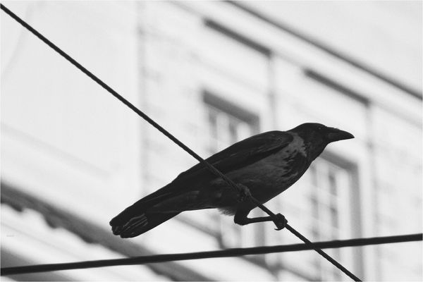 Bird on the Wire