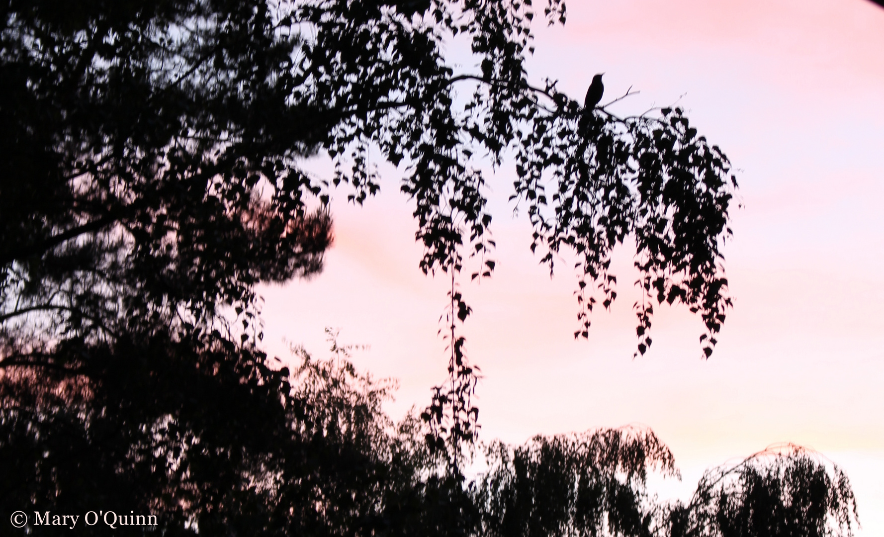 Bird on Tree