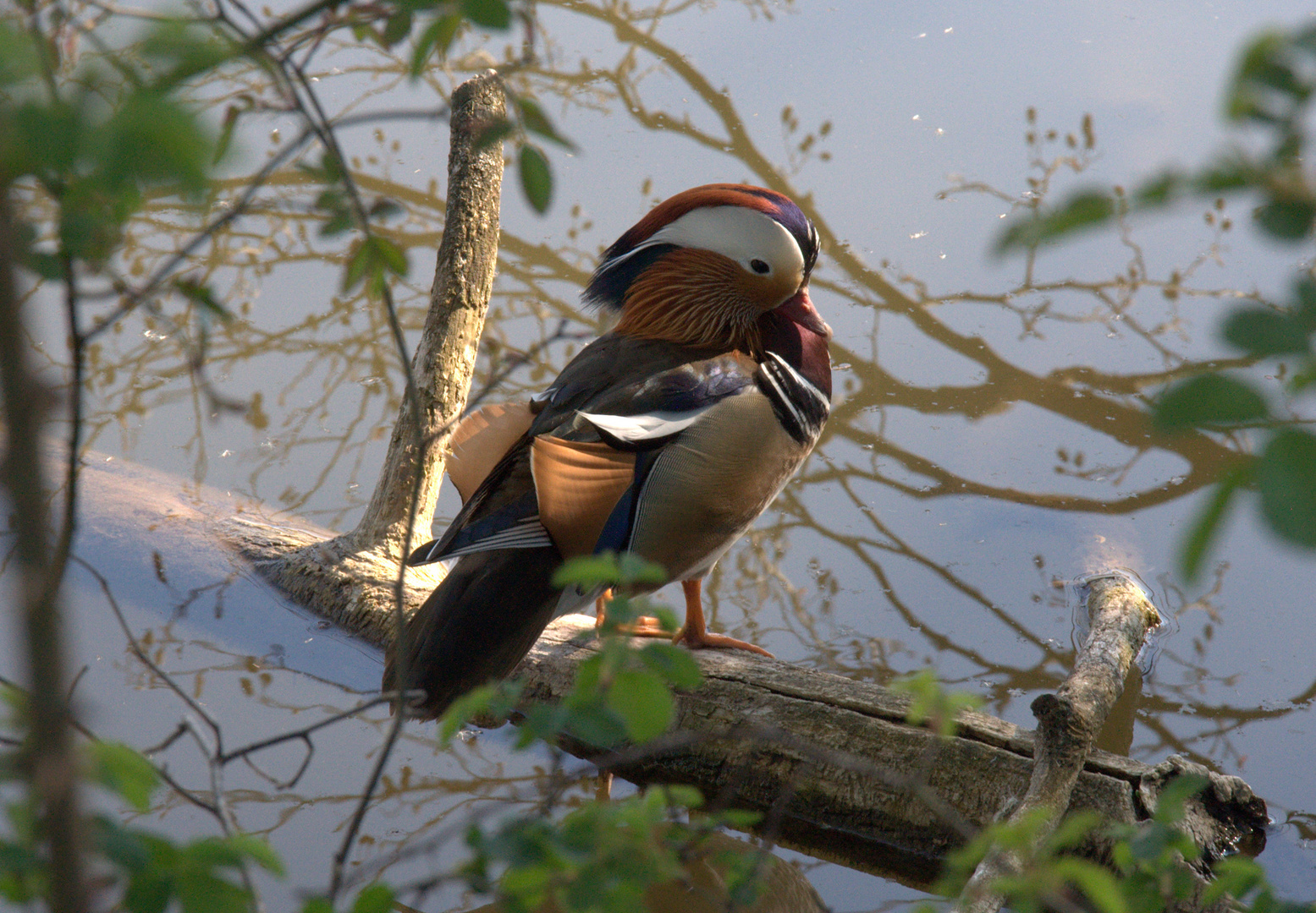 Bird on wooden branch