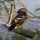 Bird on wooden branch