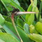 Bird or a plant?