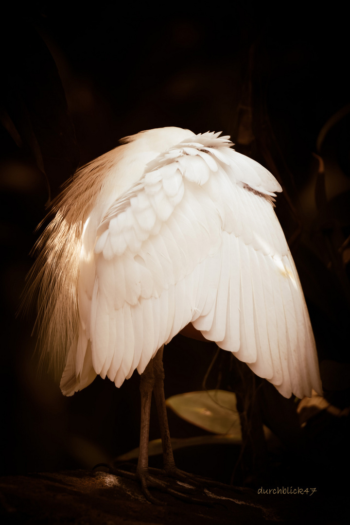 Bird Park Kuala Lumpur