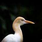 Bird Park Malaysia Part 2