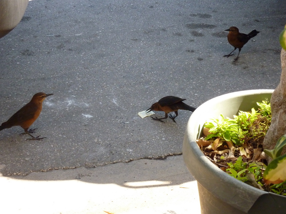 Bird picking its "stealings" Miami 2009