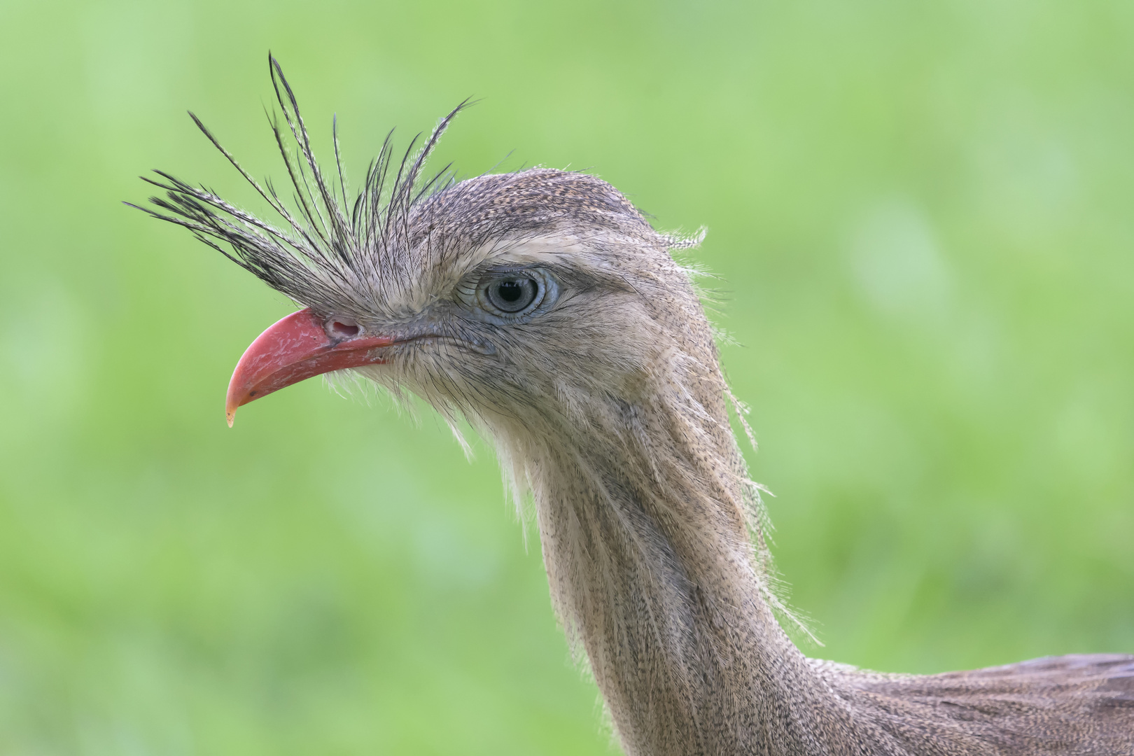 Bird Portrait