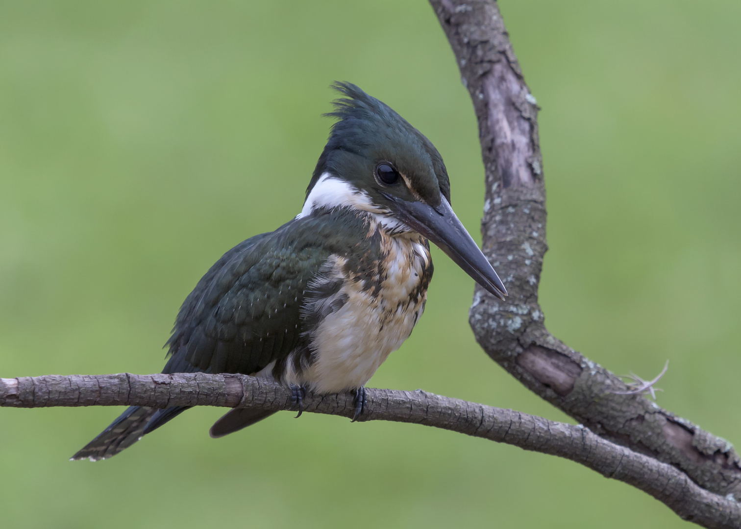 Bird Portrait