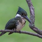 Bird Portrait