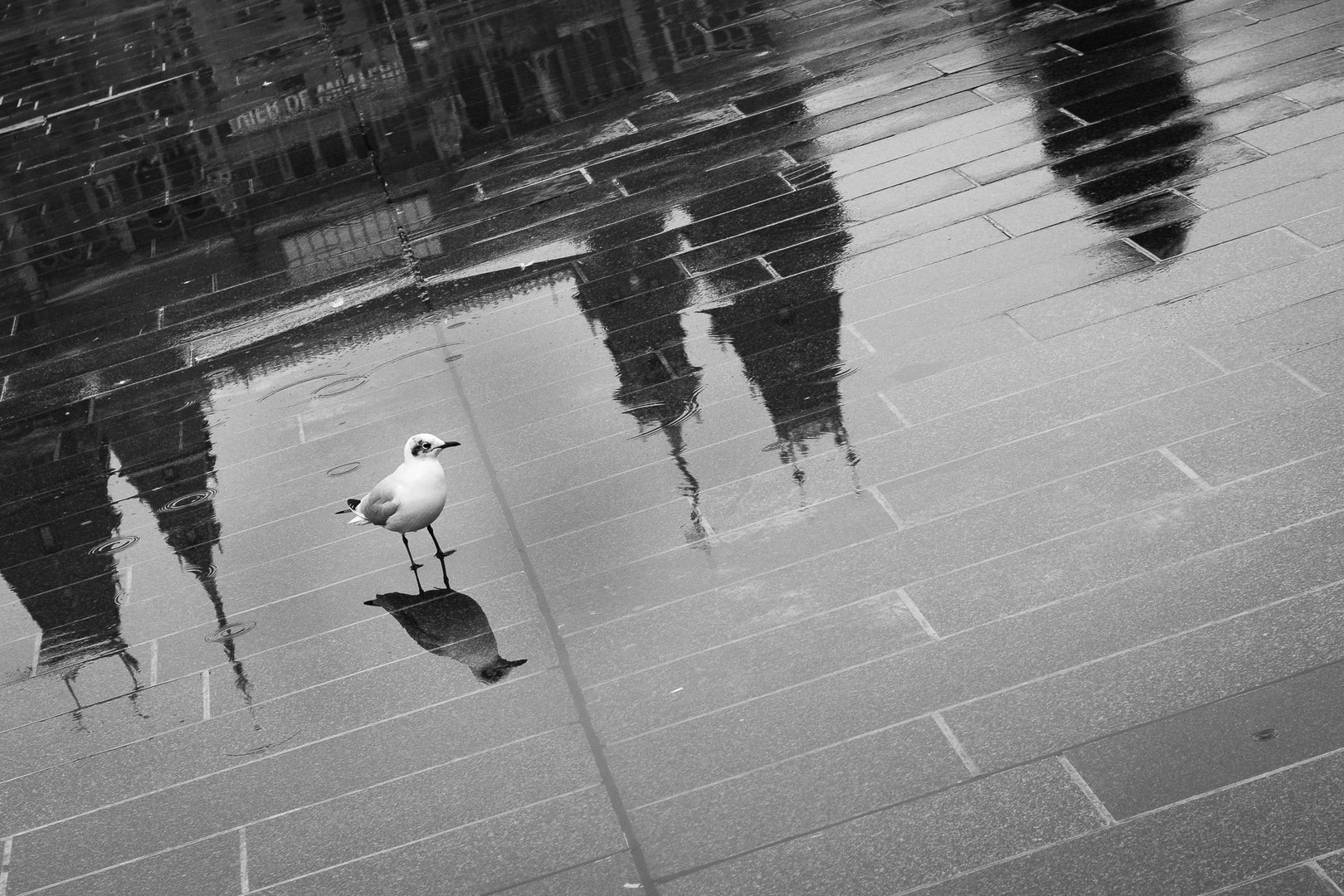 Bird reflection