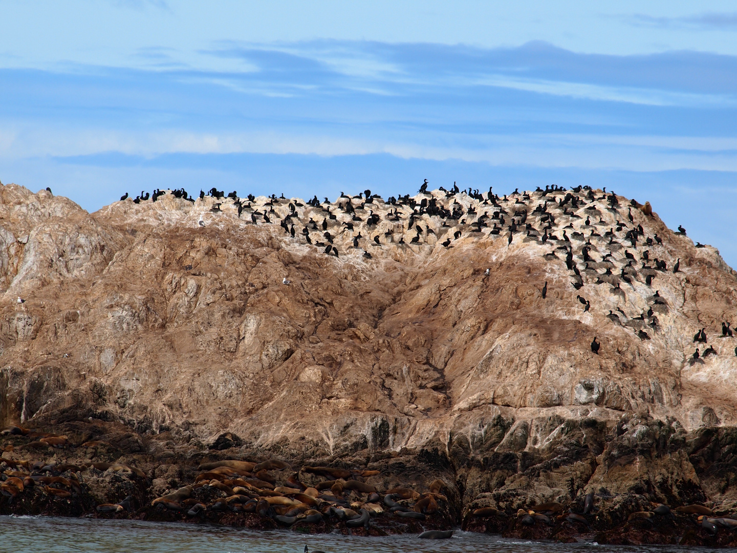 Bird Rock (USA) Monterey by Olympus EPL1 Foto & Bild tiere, wildlife