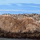 Bird Rock (USA) Monterey by Olympus E-PL1