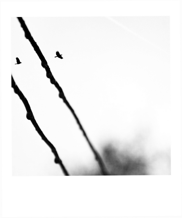 bird sky love