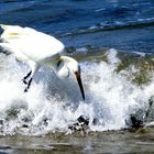 Bird Surfing