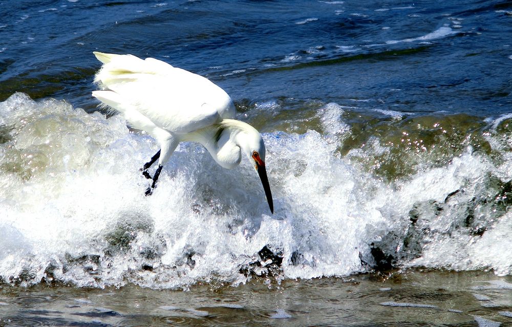 Bird Surfing