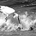 Bird Surfing BN