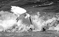 Bird Surfing BN