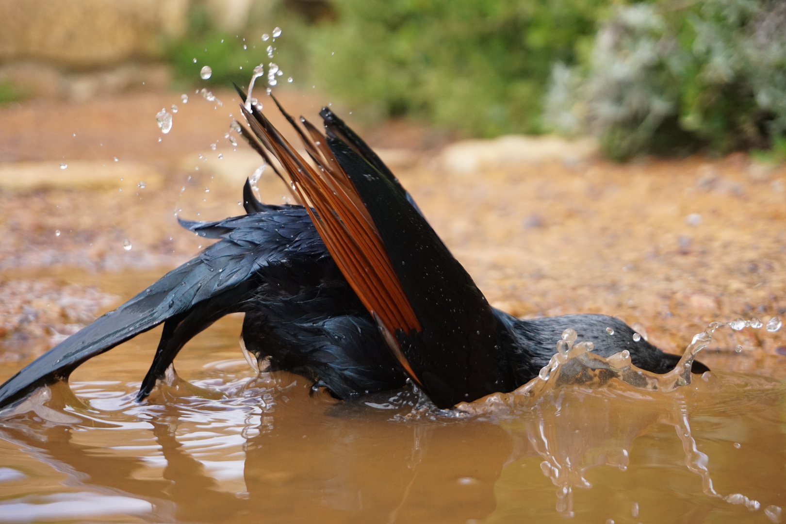 Bird taking a shower