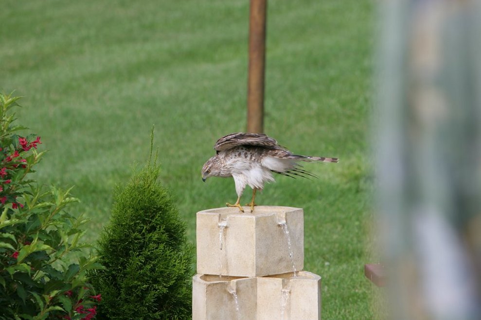 Bird too big for a bath !