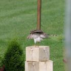 Bird too big for a bath !