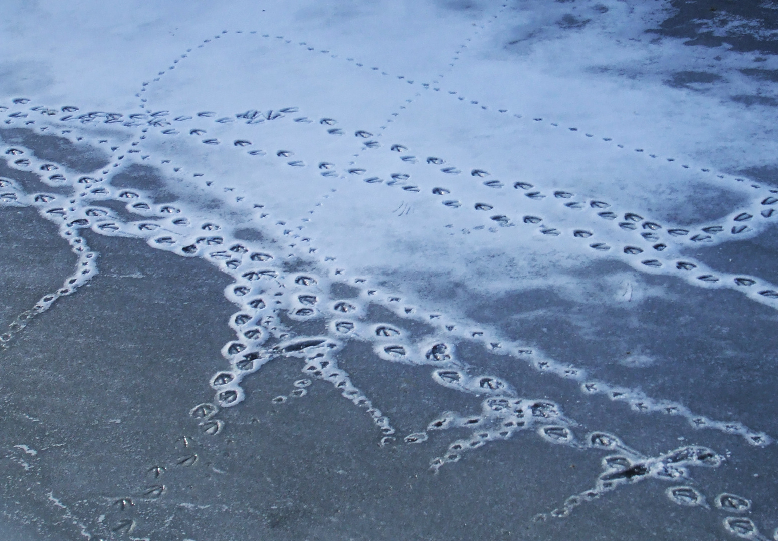 bird trails in the melting snow