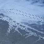 bird trails in the melting snow