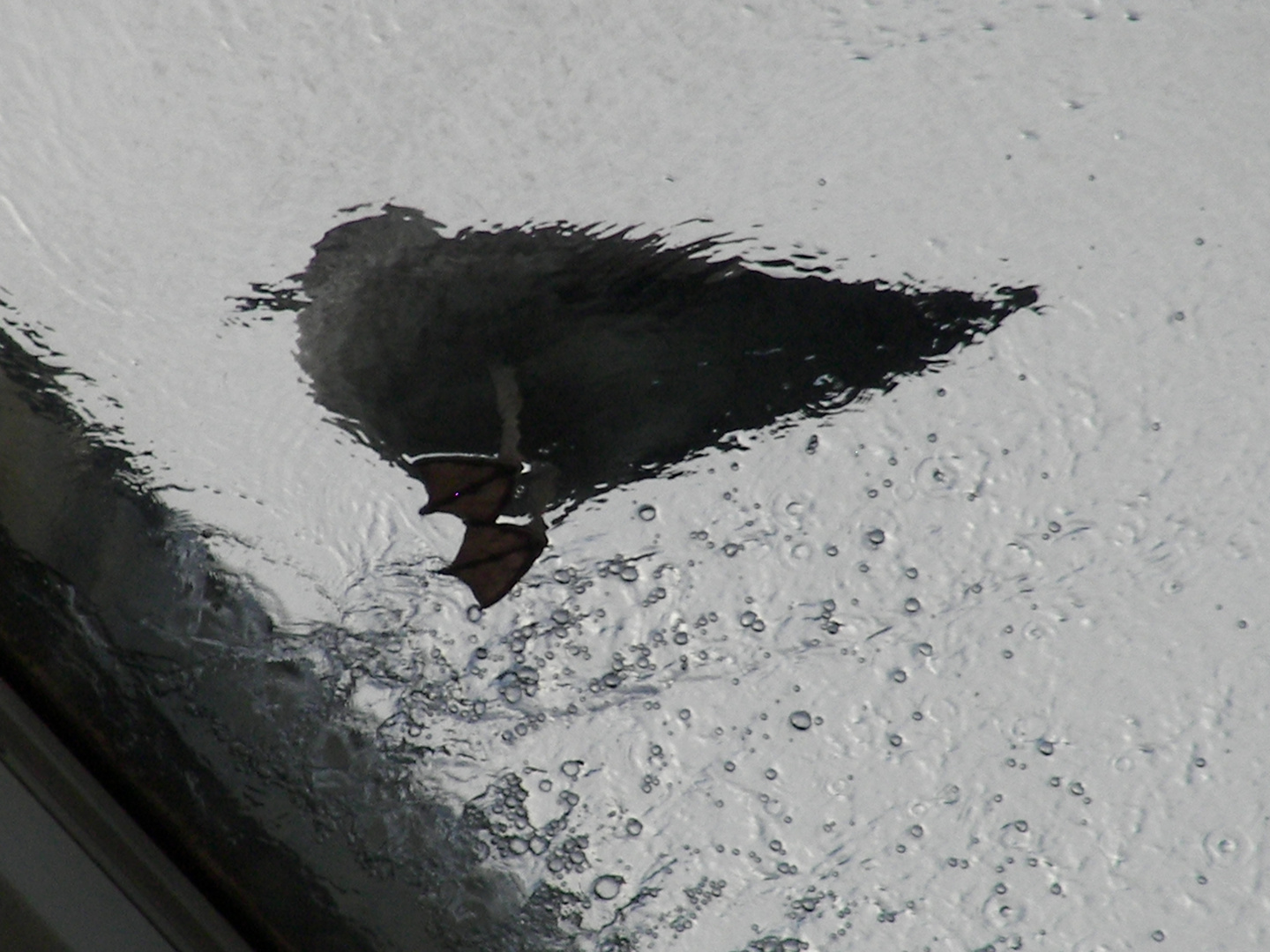 Bird under the rain