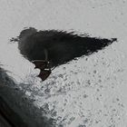 Bird under the rain